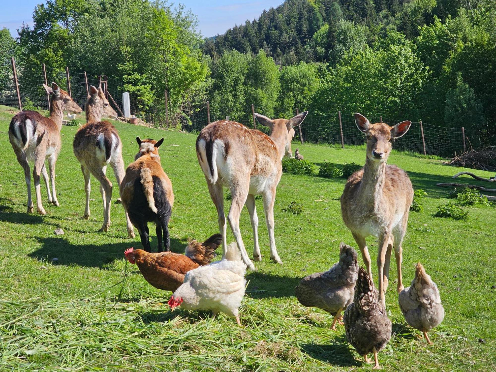 Vila Osada Mala Kozowka Myślenice Exteriér fotografie